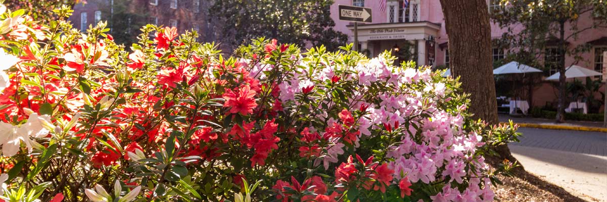 Azaleas in Bloom in front of the Pink House. It's Spring in Savannah