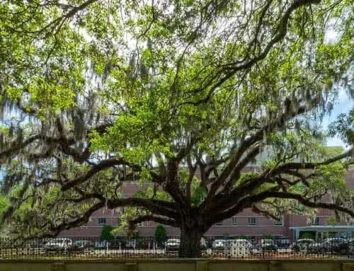  Downtown Savannah Tree Tour