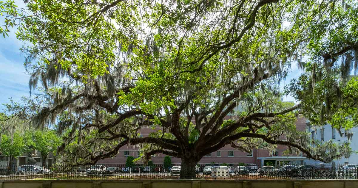 The Oldest Live Oak in Savannah